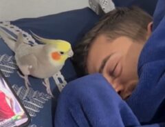 止めたはずなのに？　鳴り続けるアラーム音の『正体』に「最高にかわいい！」