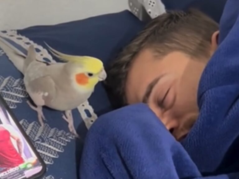 男性とインコの写真