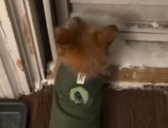 勢いよく庭に飛び出した犬が…目の前で消えた！？　「かわいそうだけど笑った」