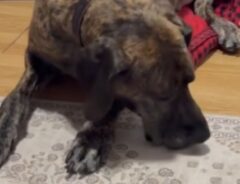 コーギーにベッドを奪われた大型犬　見せた行動に「かわいそうだけど笑っちゃう」「なんていい子なんだ」