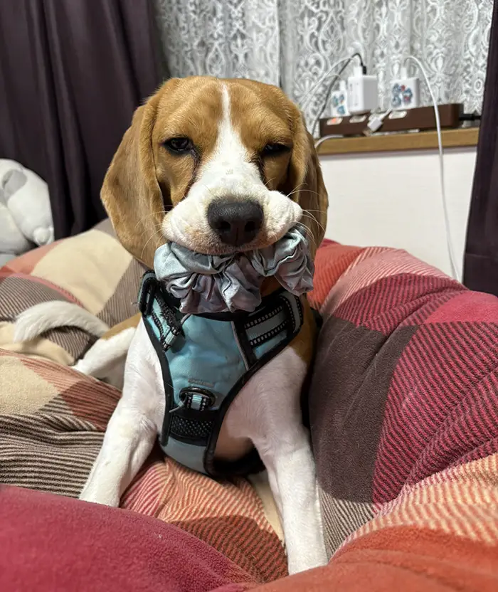 物をくわえるビーグルの写真