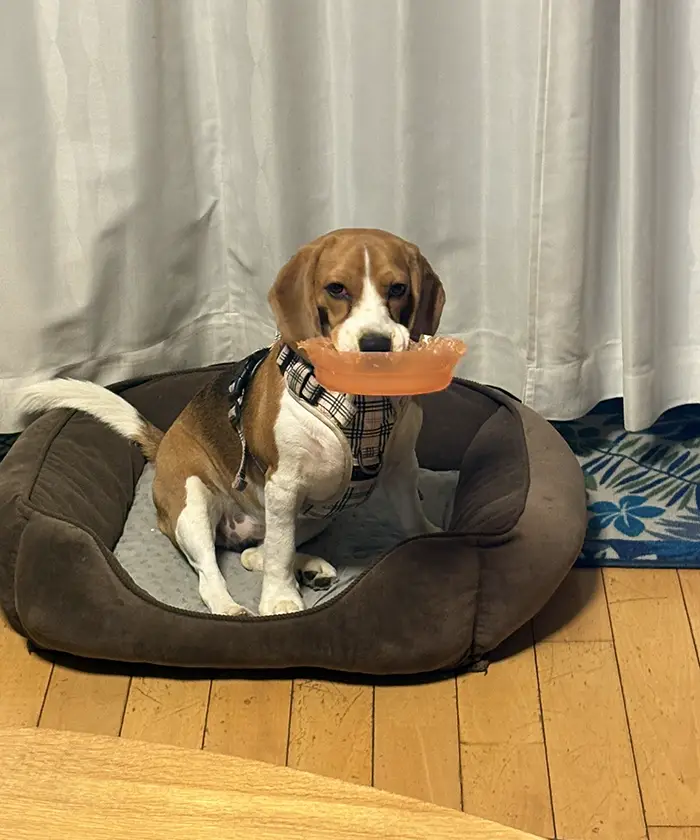 物をくわえるビーグルの写真