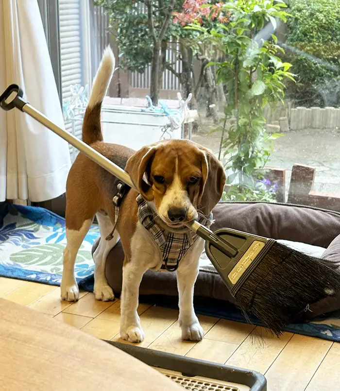 物をくわえるビーグルの写真