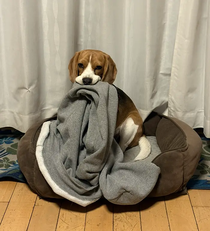 物をくわえるビーグルの写真