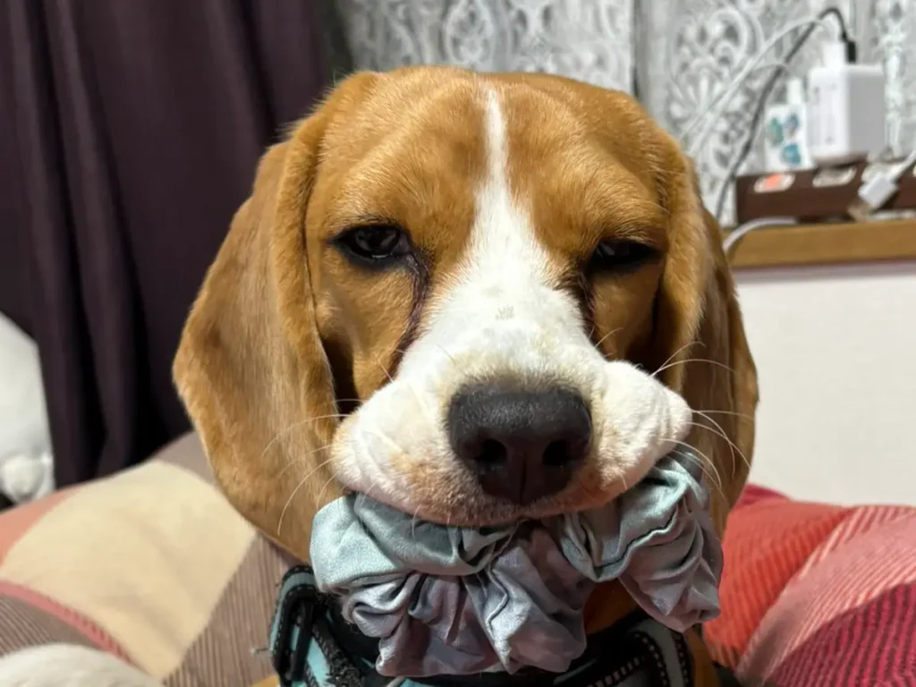 物をくわえるビーグルの写真