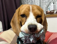 物をくわえるビーグルの写真