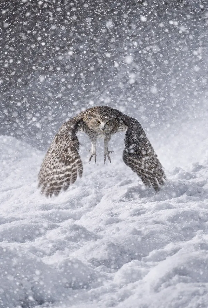 フクロウの写真