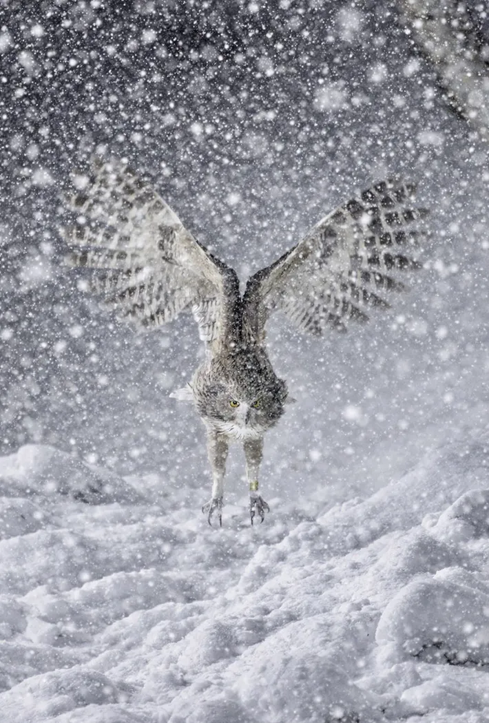 フクロウの写真