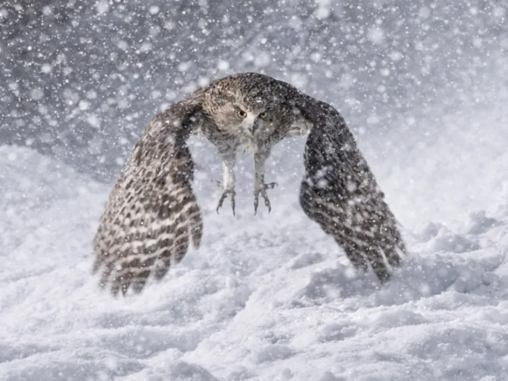 シマフクロウの写真