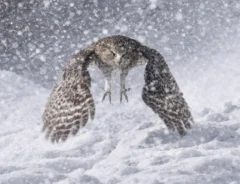 シマフクロウの写真