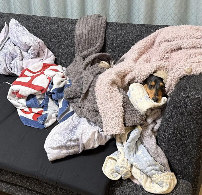 洗濯物にかこまれた犬の写真