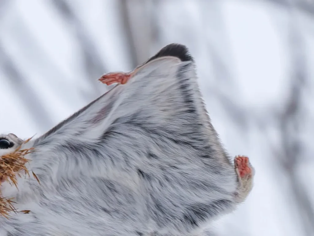 エゾモモンガの写真