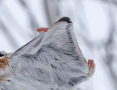 エゾモモンガの写真