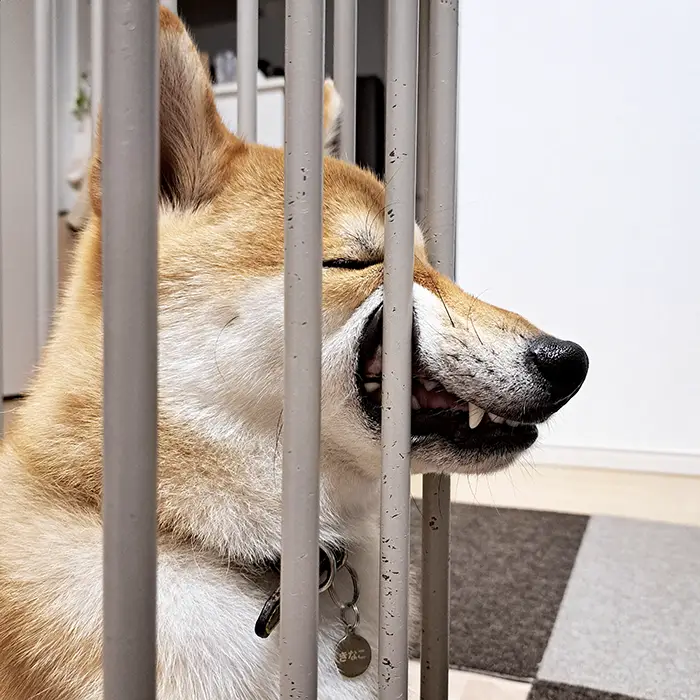 ケージから顔を出す柴犬の写真