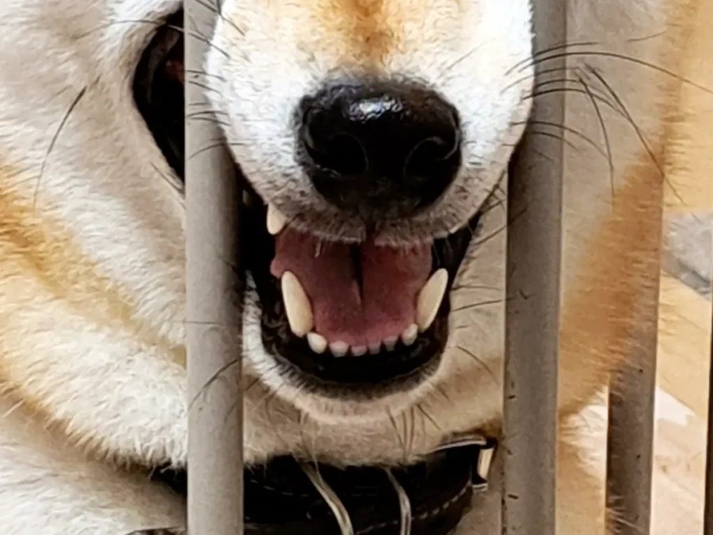 ケージから顔を出す柴犬の写真