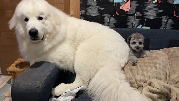 グレートピレニーズとプードル