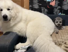 グレートピレニーズ とプードル