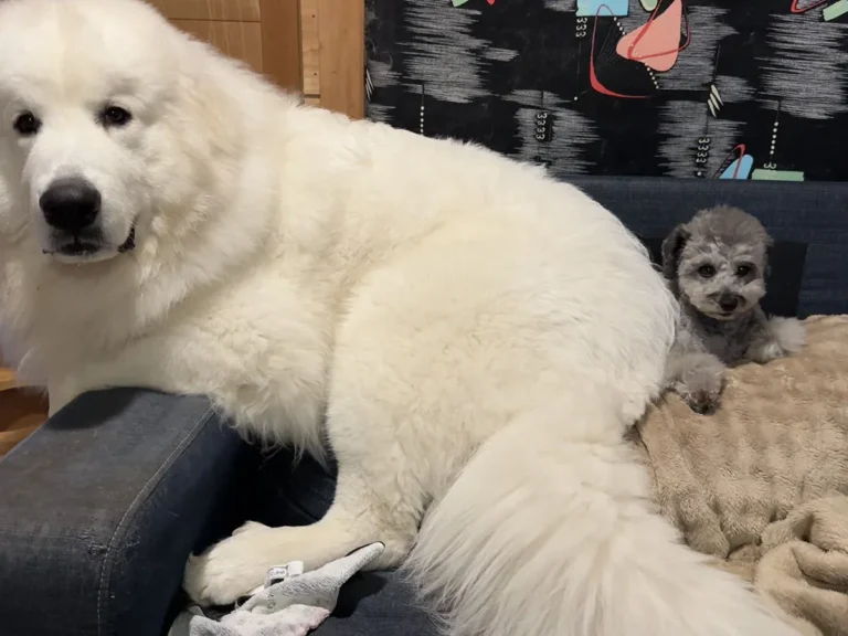 グレートピレニーズ とプードル