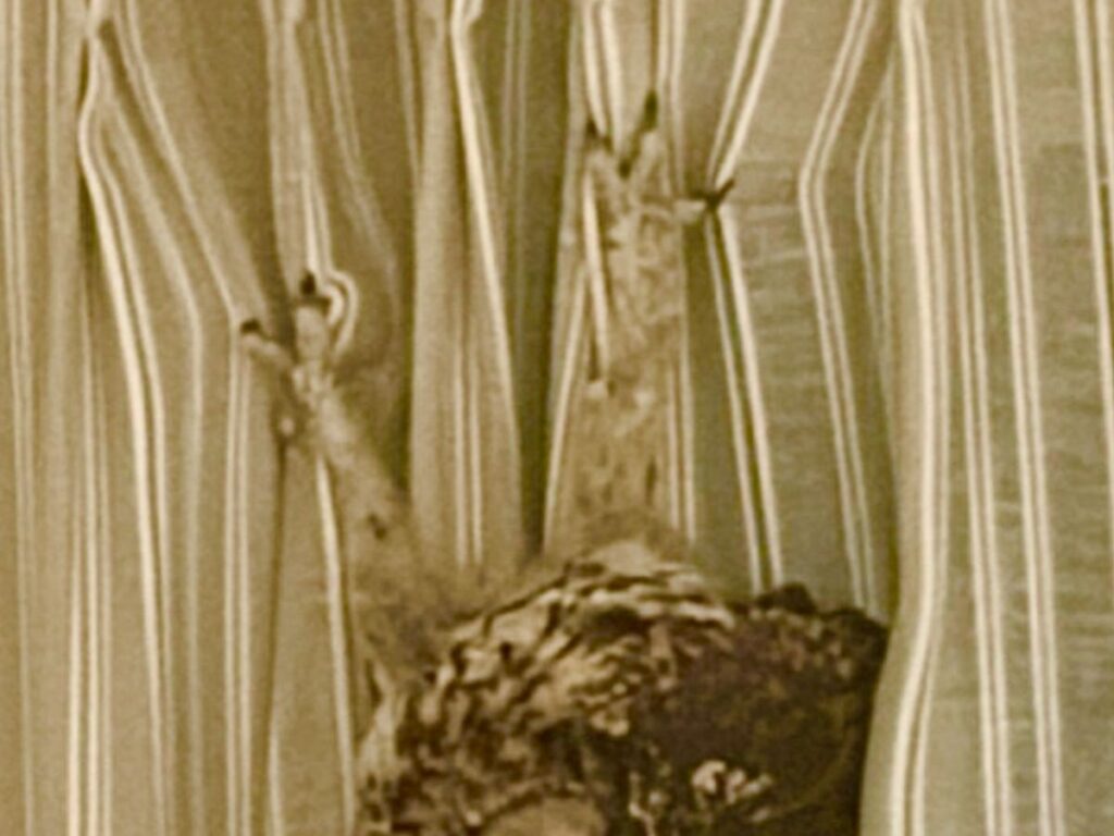 フクロウの写真