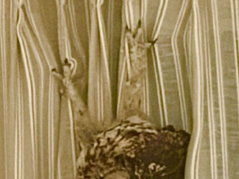 フクロウの写真