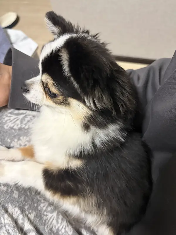 飼い主の膝の上にいるチワワの写真