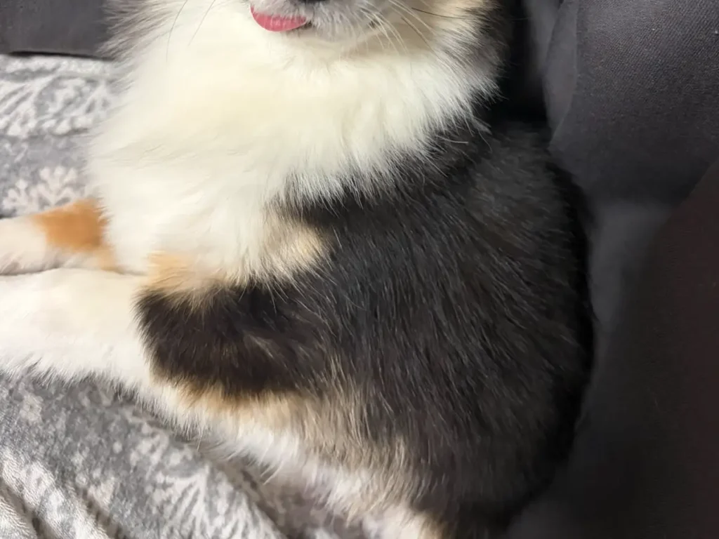 飼い主のヒザの上にいるチワワの写真