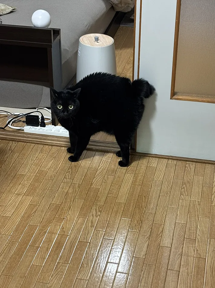 猫の写真