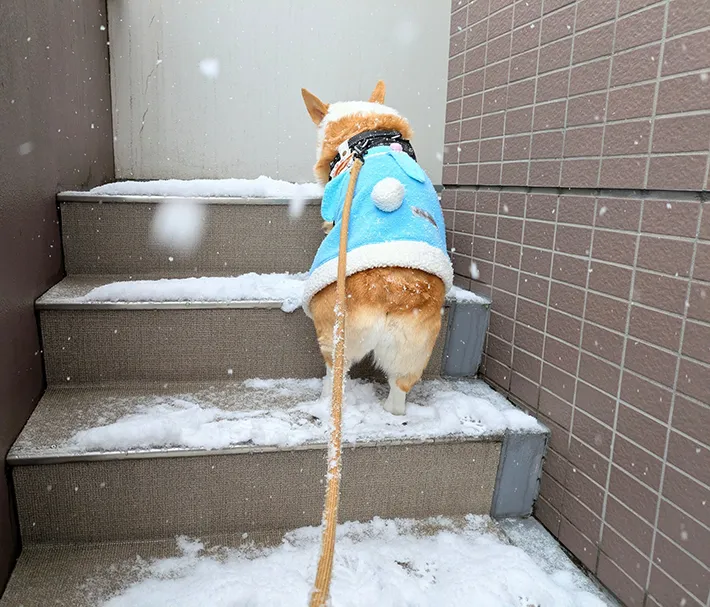 コーギーの写真