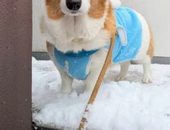 雪の日に外に出たら？　コーギーが見せた『なんとも言えない顔』に「爆笑」「すべてを表している」