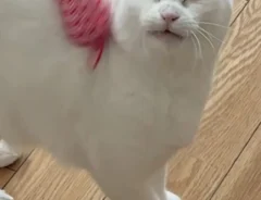 猫の表情