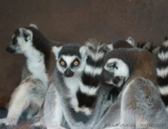 ワオキツネザル