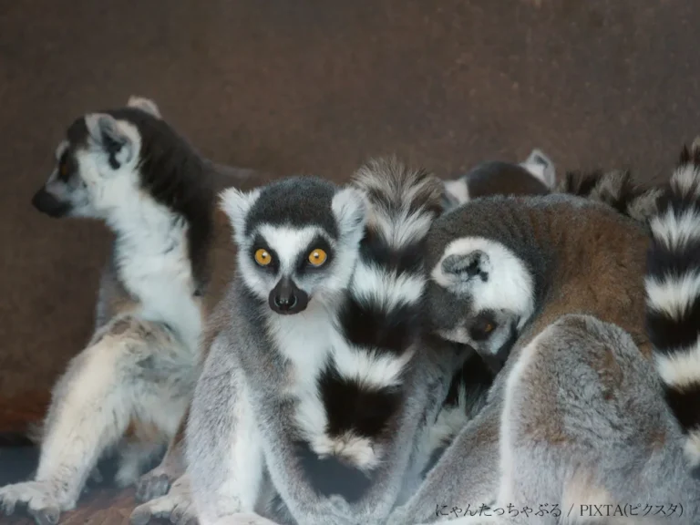 ワオキツネザル