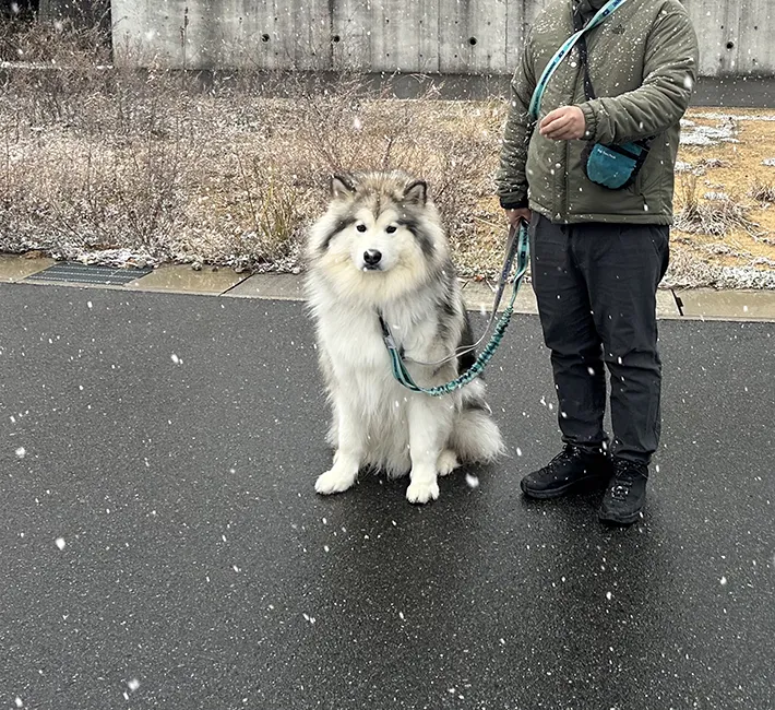 アラスカンマラミュートの写真