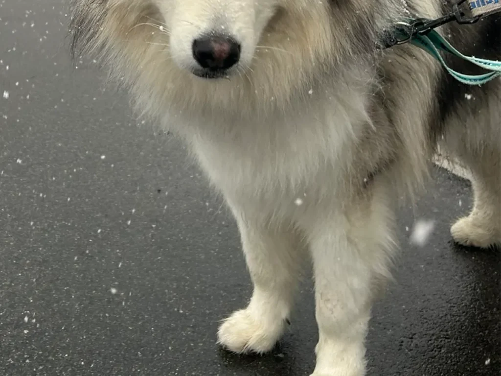 アラスカンマラミュートの写真