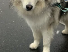 アラスカンマラミュートの写真