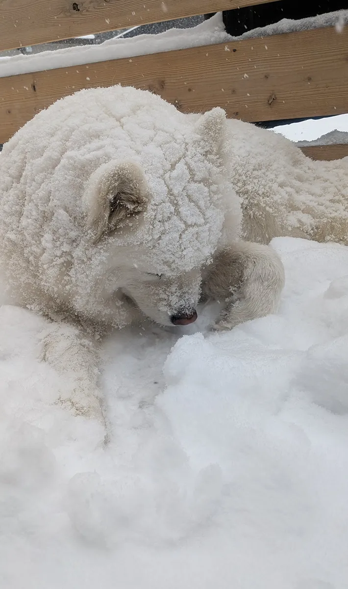 雪の中の犬