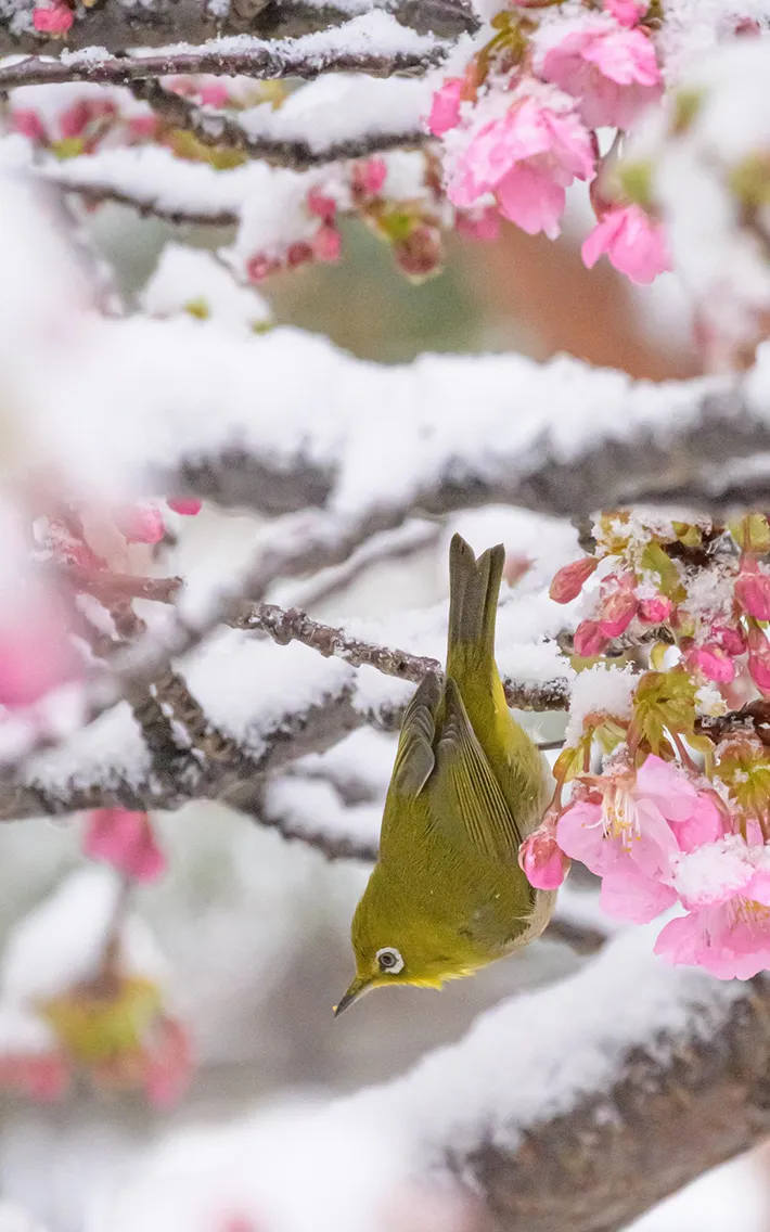 雪と河津桜とメジロの写真