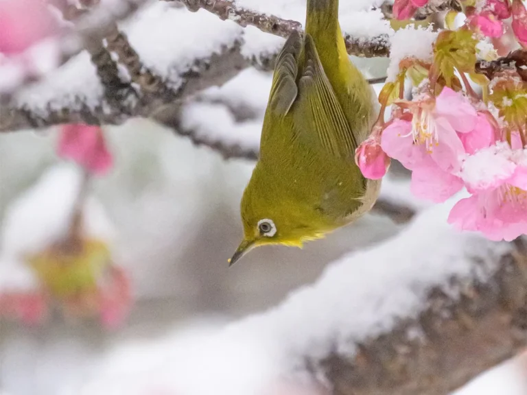 雪と河津桜とメジロの写真