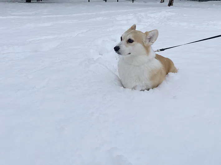 雪の中を歩くコーギー