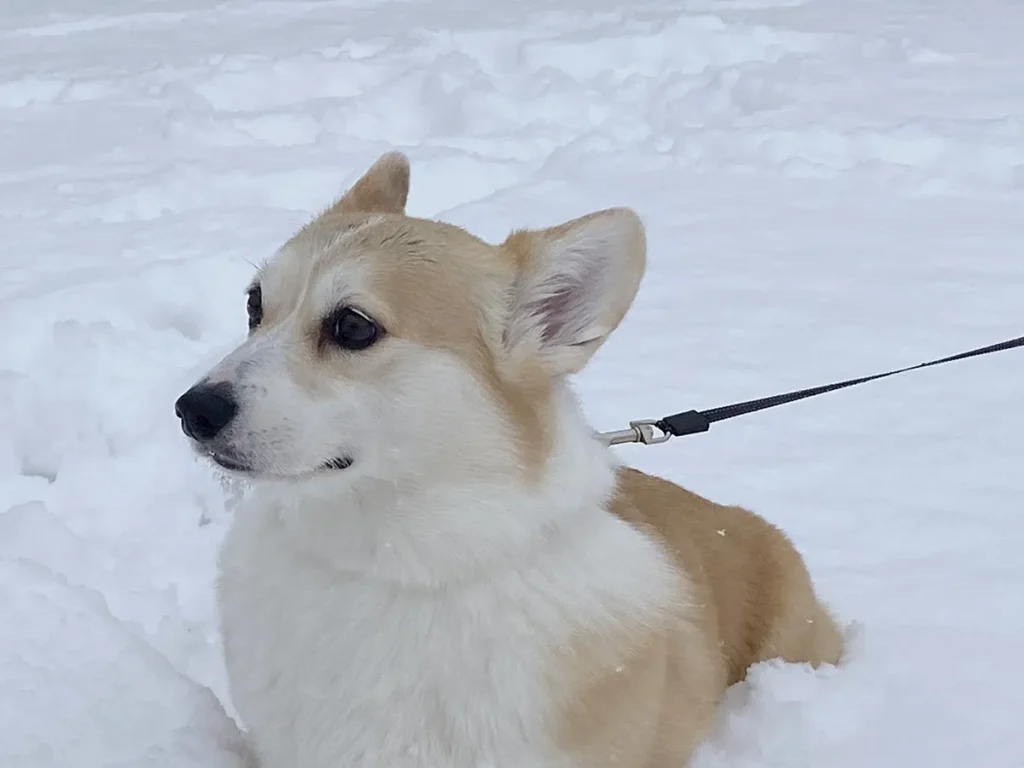 雪とコーギー