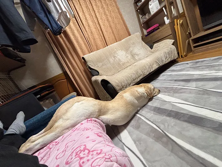 すべり台みたいになった犬