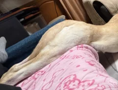 すべり台みたいになった犬