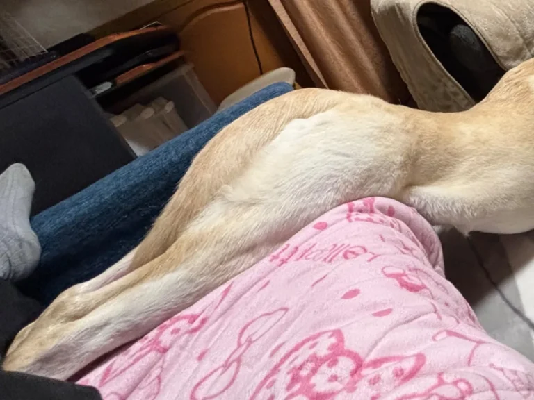 すべり台みたいになった犬