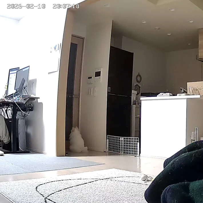 ペットカメラでの犬の写真