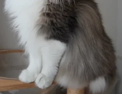 美人すぎるノルウェージャンフォレストキャットが話題　「額に入れて飾りたい」「高貴さを振りまいている」