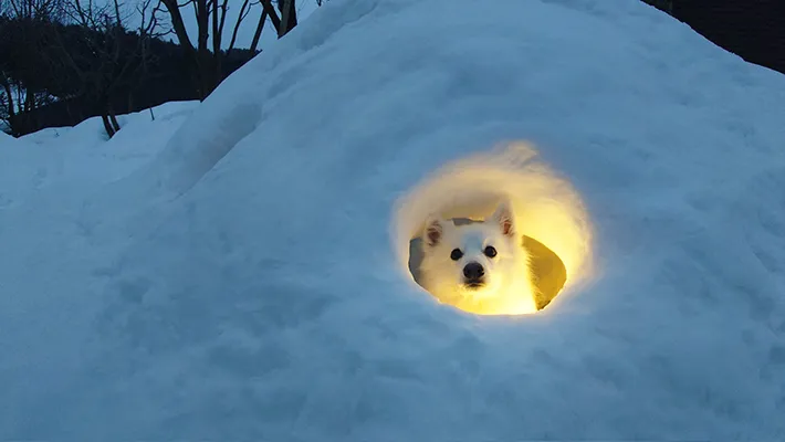 かまくらと犬