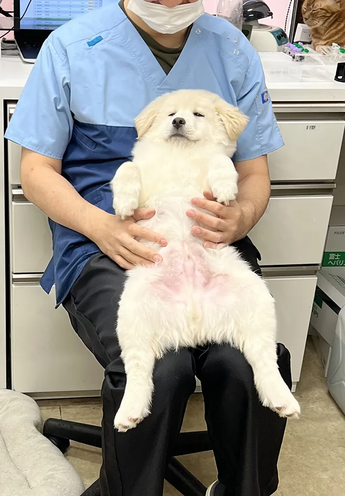 大師前どうぶつ病院の写真