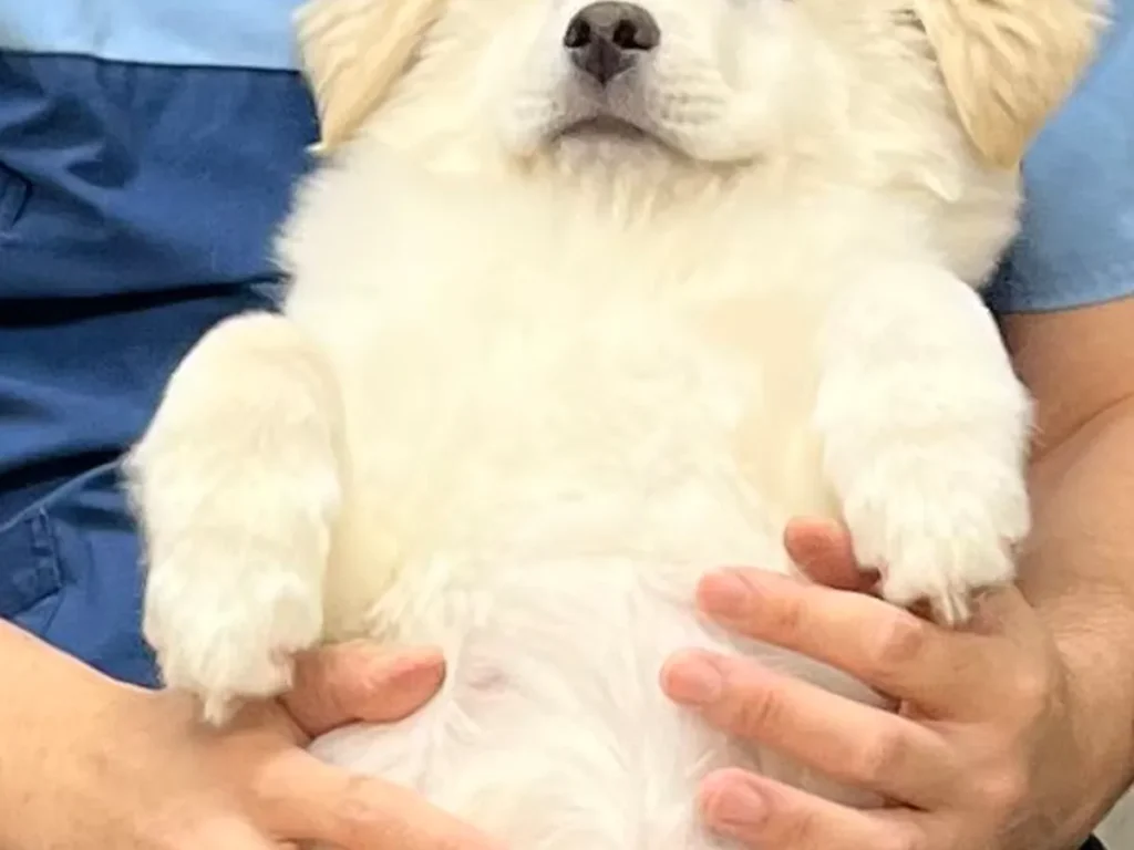 大師前どうぶつ病院の写真