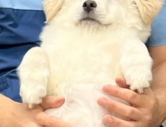 大師前どうぶつ病院の写真