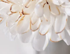 美しい『白い花』、よく見ると？　真相に「信じられない」「まさに世界に1つだけの花」